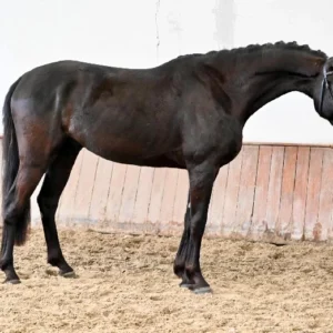 BLACK JACK