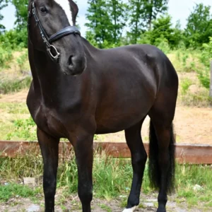 BLACK BEAUTIFUL HUNTER CUPI
