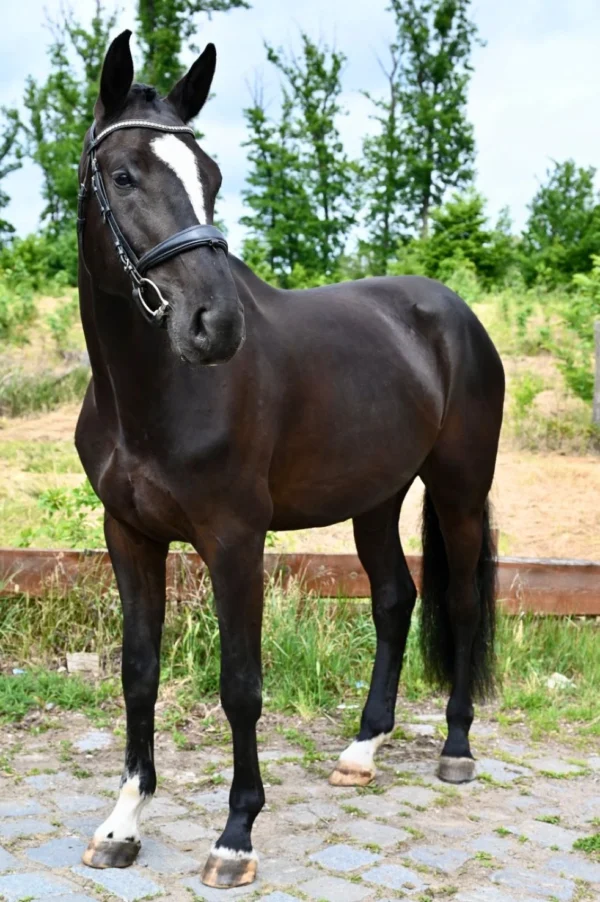 BLACK BEAUTIFUL HUNTER CUPI