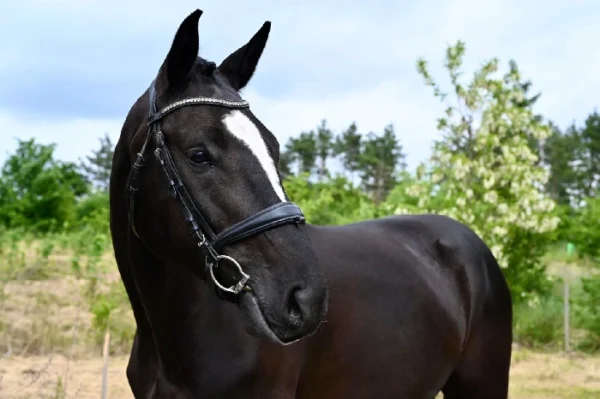 BLACK BEAUTIFUL HUNTER CUPI - Image 2