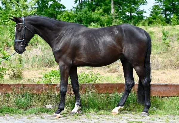 BLACK BEAUTIFUL HUNTER CUPI - Image 3